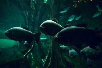 Group of piranhas in water