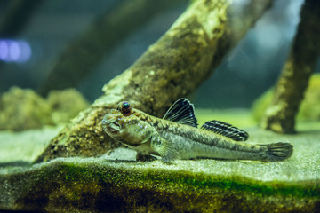 Tropical fish in fish tank