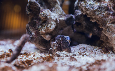 Seahorses at fish tank