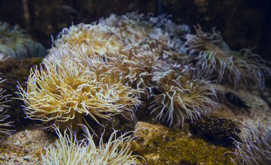 Fototapeta na wymiar Yellow anemones