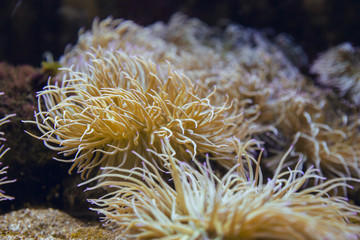Fototapeta na wymiar Yellow anemones in blue aquarium coexisting together