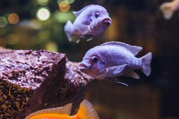 Lilac exotic fish © Aitor