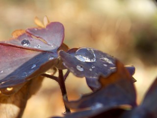 drops of rain on the plant leaf
