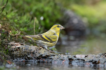 Eurasian siskin is going for a drink in the pond