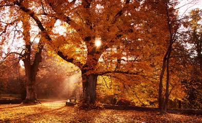 Wald Schloss Herbst Park Bärensee See Stuttgart