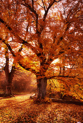 Obraz premium Wald Schloss Herbst Park Bärensee See Stuttgart