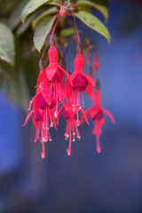 Fuchsia flowers on the background of dark blue wall