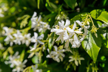 Close up of blooming jasmine bush in a garden