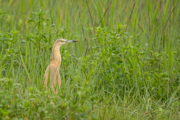 Squacco Heron / Ardeola ralloides