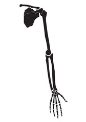 Vector illustration of human hand skeletal anatomy