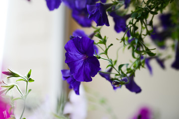 Purple Petunia flower close-up