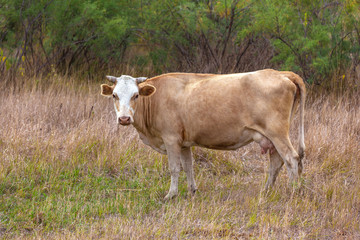 A red-headed cow with horns wide-spread ears and udders stands in the middle of a pasture and chews...
