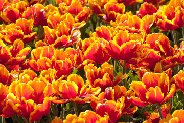 red-orange bright tulip with beautiful petals