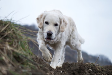 Golden Retriever laufend in Bewegung