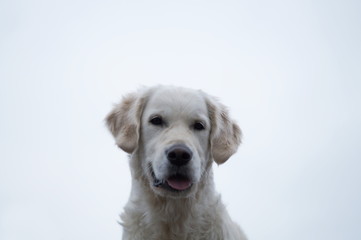 Golden Retriever Gesicht frontal