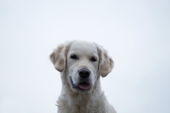 Golden Retriever Gesicht frontal