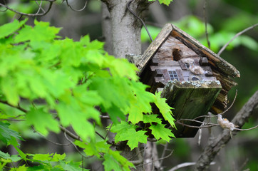birdhouse on tree