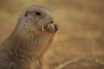 Black-tailed prairie dog