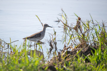 Dere düdükçünü » Common Sandpiper » Actitis hypoleucos