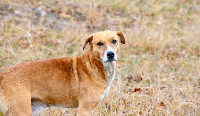 Red dog with wounds on the face, after the hunt, looking forward to nature.