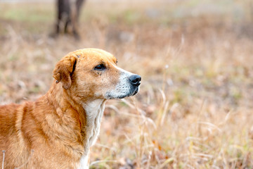 hunting dog with wounds on his face, after a battle with animals looks around looking for his prey.