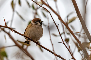 Gray sparrow sitting on a branch, frozen from cold.