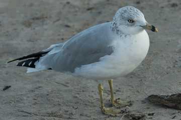 seagull on beach