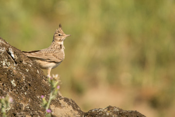 Crested Lark / Galerida cristata