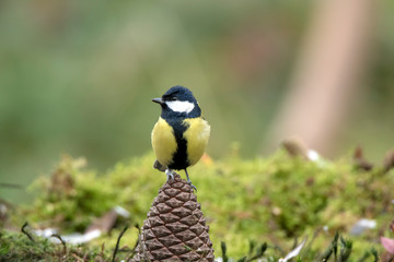 Great tit perched on a pine cone