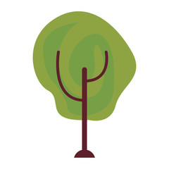 tree botanical natural on white background