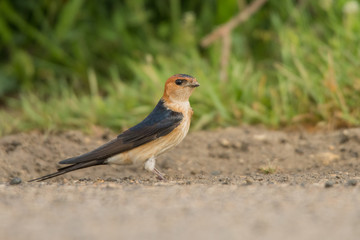 Lesser Striated Swallow / Cecropis daurica