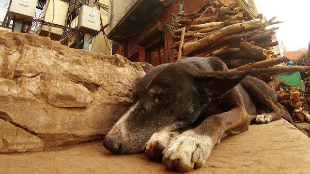 Dog sleeps on stairs of Manikarnika on backgrond big pile of firewood close up ears shake on wind burning ghat