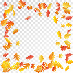 Obraz premium Oak, maple, wild ash rowan leaves vector, autumn foliage on transparent background.