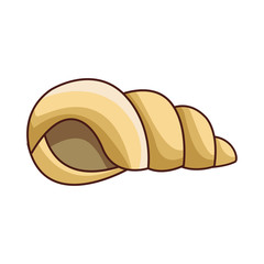 Sea shell molusk black and white