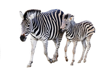 Fototapeta na wymiar Mother and child zebra isolated on white background