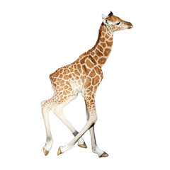 Young child giraffe running, isolated on white background