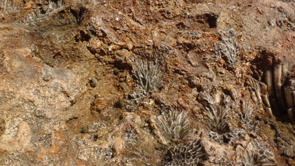 Koralowce, skamieliny, rafa, Egipt,