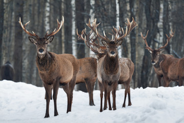 Two Beautiful Curious Trophy Deer Stag Close-Up, Surrounded By Herd. Winter Christmas Wildlife Landscape With Deer Cervus Elaphus. Lot Of Buck With Great  Horns At The Background Of Forest