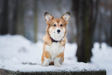 Welsh corgi pembroke puppy portrait in snow in park