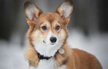 Fototapeta premium Welsh corgi pembroke puppy portrait in snow in park