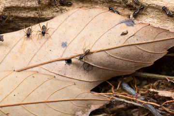 Hospitalitermes Species of Termites on a rotten wooden log