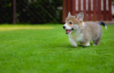 Cute welsh corgi pembroke puppy portrait in a green grass