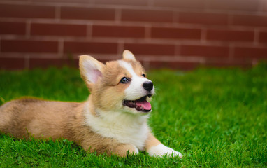 Little cute welsh corgi pembroke puppy on green grass in the garden looking at the camera