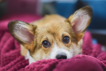 Welsh corgi pembroke puppy lying down on a blanket on a sofa