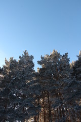trees in winter