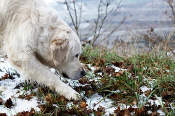 Weißer Golden Retriever schnuppert während gehen