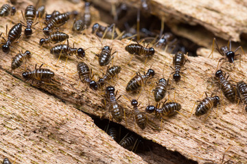 Hospitalitermes Species of Termites on a rotten wooden log