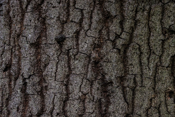 Old Wood Tree Texture Background Pattern. Background.