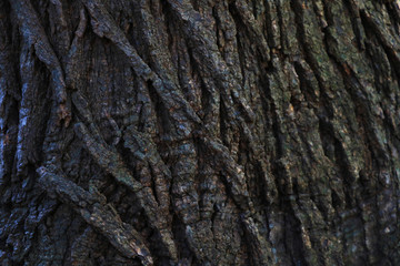 Old Wood Tree Texture Background Pattern. Background