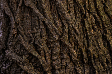Brown tree tree texture background pattern. Background.